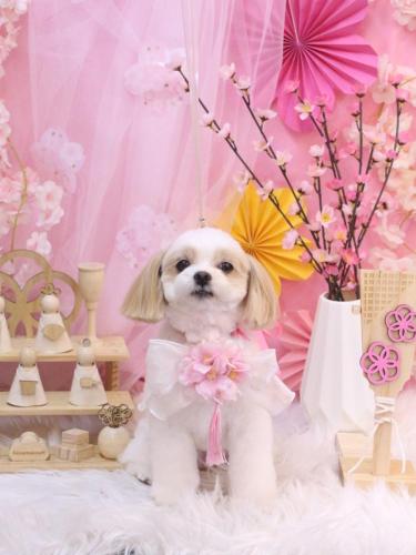 20250326みるくちゃん